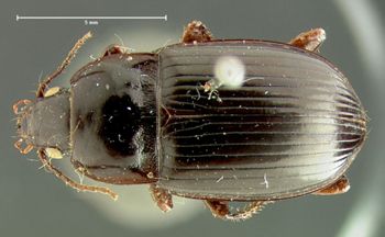 Media type: image;   Entomology 33030 Aspect: habitus dorsal view